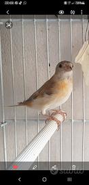 Cardellini , cardinalini del Venezuela