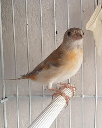 Cardellini , cardinalini del Venezuela