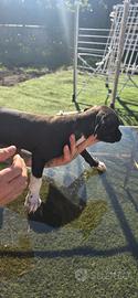 Cuccioli pitbul