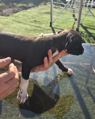Cuccioli pitbul
