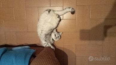 Gattina