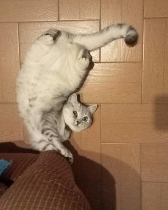 Gattina