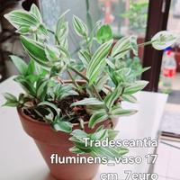 Bellissime piante di diverso tipo/dimensione