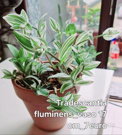 Bellissime piante di diverso tipo/dimensione