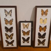 collezione farfalle in quadretto