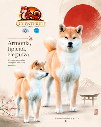 Shiba inu cuccioli