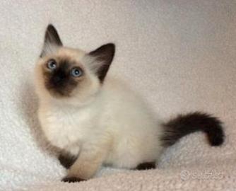 gattina siamese