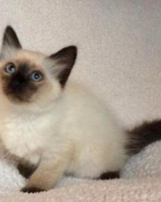 gattina siamese