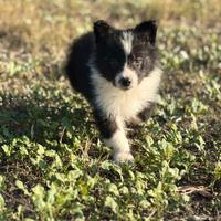 Border collie
