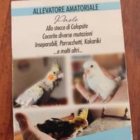 Pappagalli inbecco e svezzati