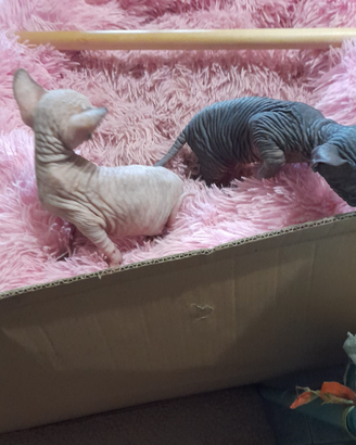 Canadian Sphynx