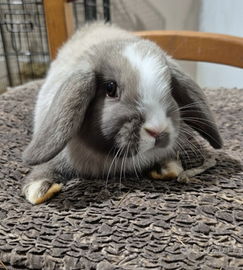 Cucciolo coniglio ariete nano