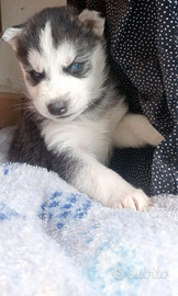 Ultima cucciola siberian husky