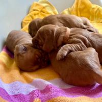 ? Raggio di Cocker ?