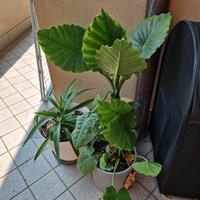 pianta da interno con vaso ceramico