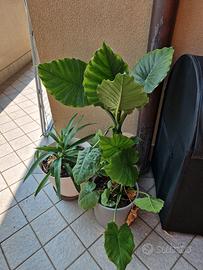 pianta da interno con vaso ceramico