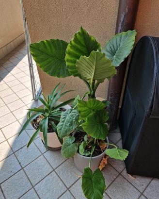 pianta da interno con vaso ceramico