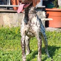 Bracco Tedesco