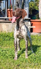 Bracco Tedesco