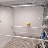 Canarina femmina 2025