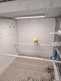 Canarina femmina 2025