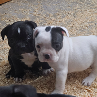 Bulldog francese cuccioli