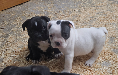 Bulldog francese cuccioli