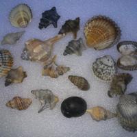 conchiglie di mare decorazioni per hobby