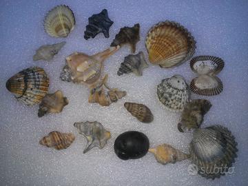 conchiglie di mare decorazioni per hobby