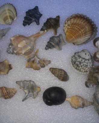 conchiglie di mare decorazioni per hobby