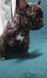 Bulldog Francese Femmina