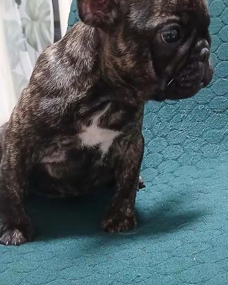 Bulldog Francese Femmina