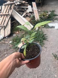 Piante