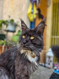 Gattini Maine Coon