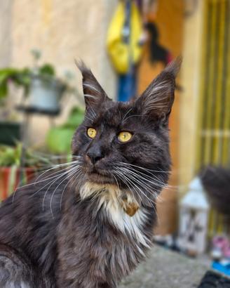 Gattini Maine Coon