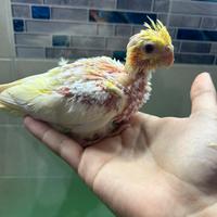 Calopsite allevato a mano