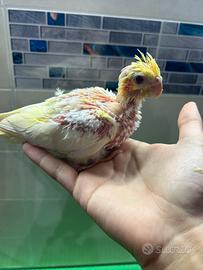 Calopsite allevato a mano