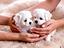 Immagine 10