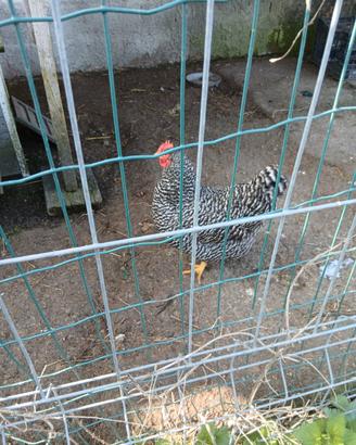 Galline amrock