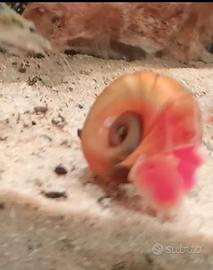 Planorbarius variante Red/orange