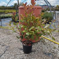 Photinia Red Robin Vaso 20