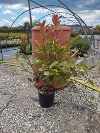 Photinia Red Robin Vaso 20