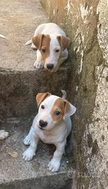 Jack Russel Terrier