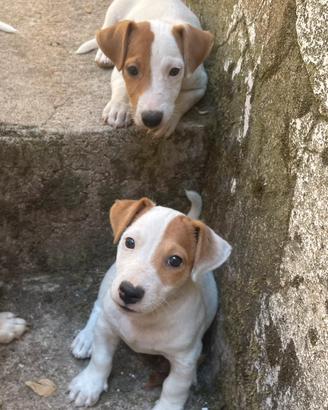 Jack Russel Terrier
