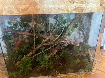 Teca Rettilario Terrario