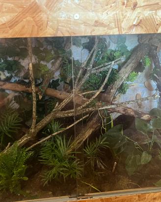 Teca Rettilario Terrario
