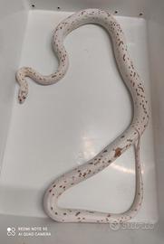 Palmetto het amel
