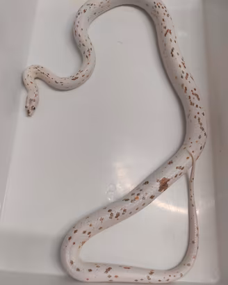 Palmetto het amel