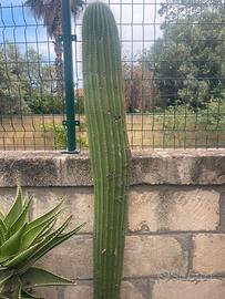 Piante grasse da giardino
