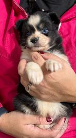 Femmina pastore australiano